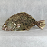 さかなくんぬいぐるみ ヒラメ