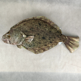 さかなくんぬいぐるみ ヒラメ