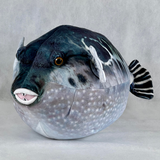 さかなクン　ぬいぐるみ　トラフグ