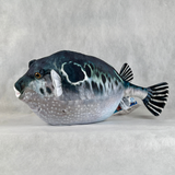 さかなクン　ぬいぐるみ　トラフグ